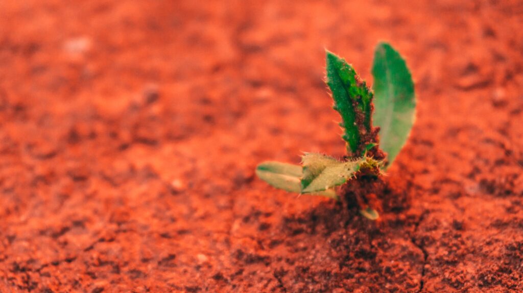 green leafed plant